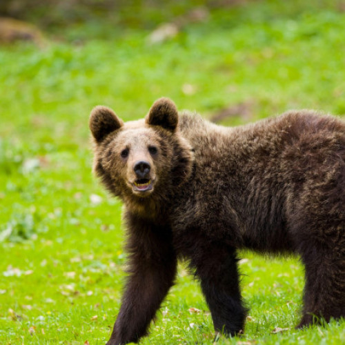 cioban rănit de urs în zona golului alpin de pe muntele Jupaneasa