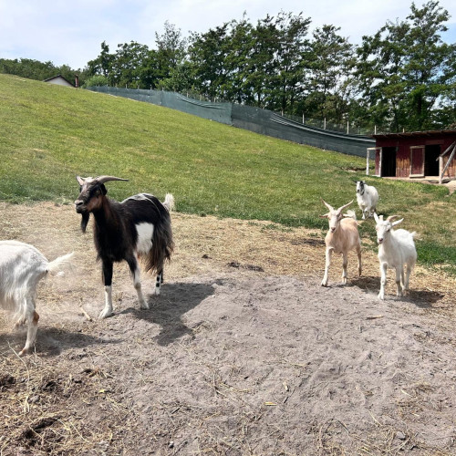 Avertizare de căldură extremă pentru crescătoriile de animale din Botoșani