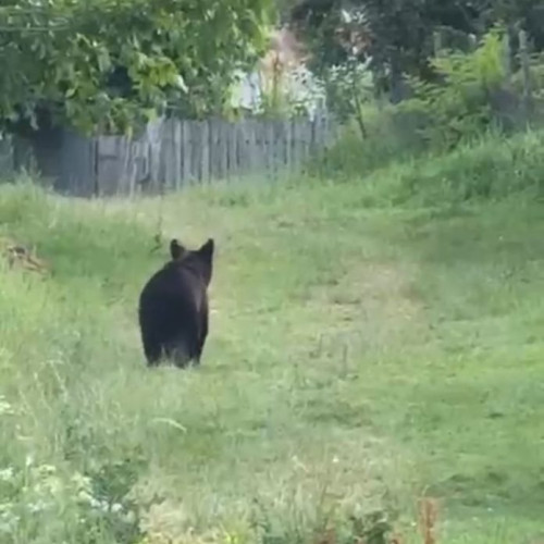 Ursii devastează comuna Gura Călăitei, localnici, temeri și apeluri la autorități