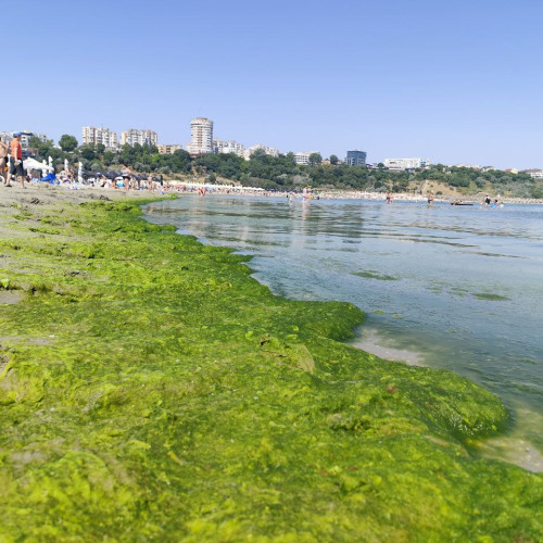 Alge în exces pe plajele din multe zone ale litoralului românesc