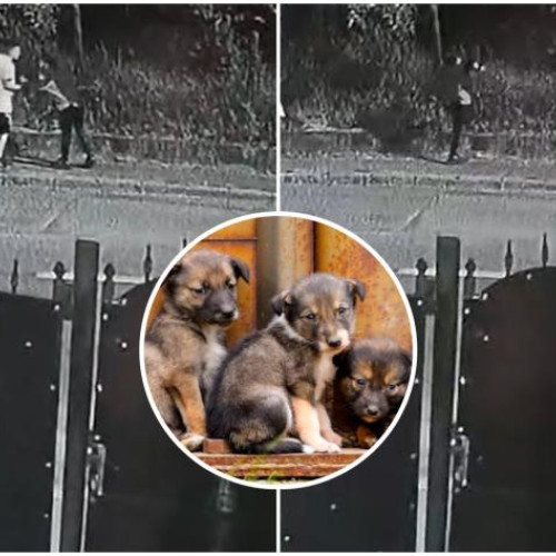 Un clujean a filmat un incident cu un individ care arunca mai mulți pui de câine peste gardul unei case