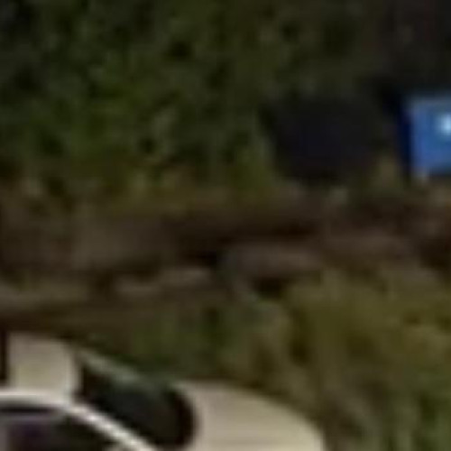 Turmă de mistreti a creat panică în cartierul Becas din Cluj-Napoca