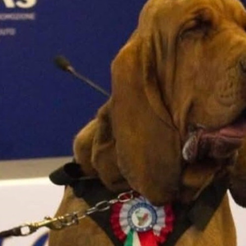 Moartea unui câine erou a stârnit indignare în Italia