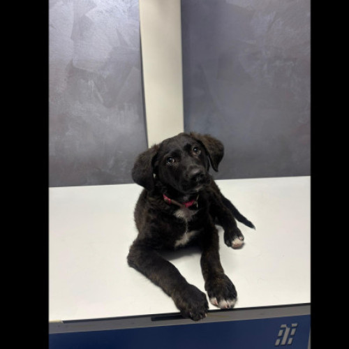 Barbat de 71 de ani, lăsat în libertate după ce a agresat un pui de câine