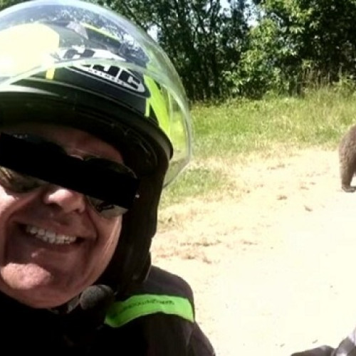 Ce se va întâmpla cu puii ursoaicei care a ucis un motociclist pe Transfăgărășan