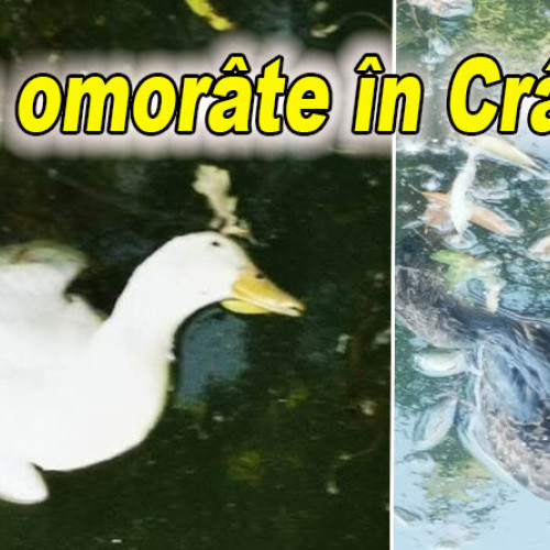 More rate found dead in Crang lake