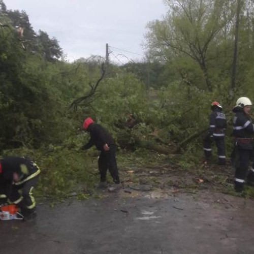 Mai mulți copaci au căzut pe carosabil la Câmpeni