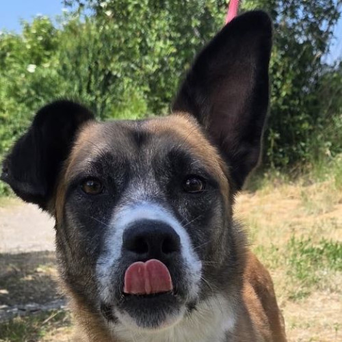 un câine din adapostul stupini caută o familie iubitoare