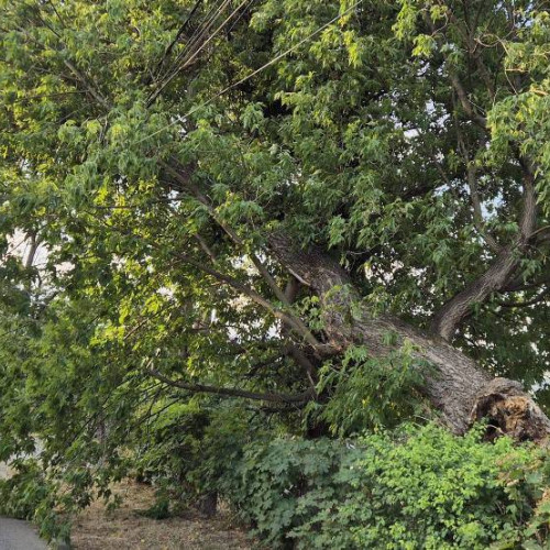 Copac prăbușit în parc din Aiud din cauza vântului puternic