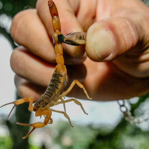 Scorpioni carpatini, prezenți în Comuna Colți din Tinutul Buzaului