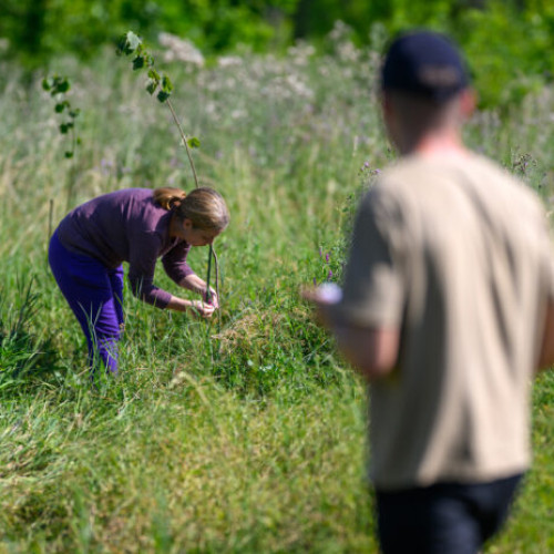 Parcul natural Văcărești a fost reîmprospătat cu 206 puieți autohtoni