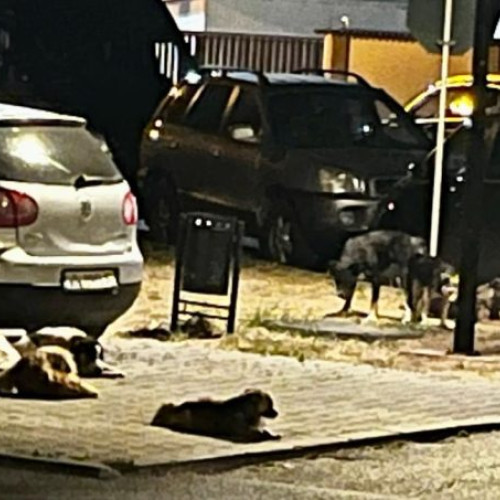 mai mulți câini fără stăpân, „vecini” pe strada Panduri din Focșani, creează panică în zonă