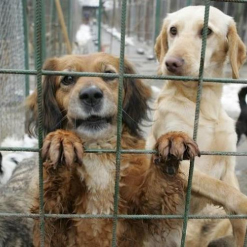 Cluj-Napoca a recuperat peste 400 de câini fără stăpân în 2024