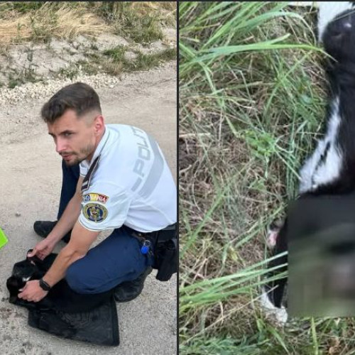 pisică salvată din stare de agonie în brasov