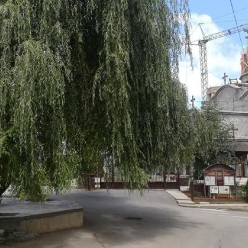 salcia istorică din Florești, tăiată pentru un proiect imobiliar, stârnește controverse