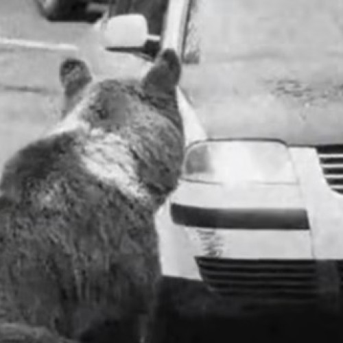 Mașină care lovește un urs pe Transfagarasan, anchetă în curs