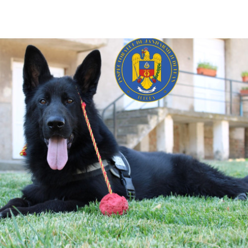 loki, câinele ciobănesc german, se pregătește pentru misiuni de siguranță în cadrul jandarmeriei tulcene