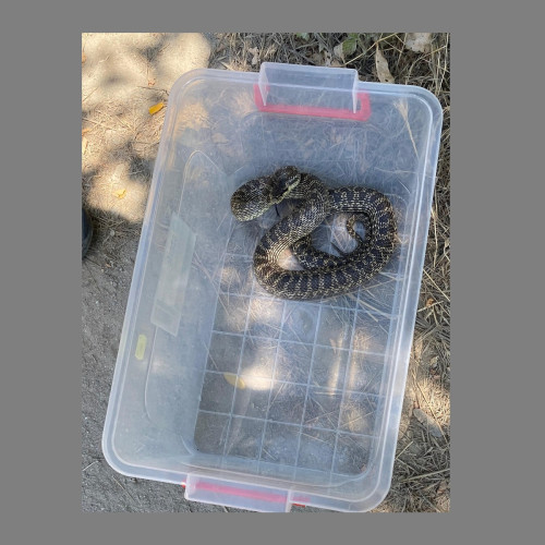 Un șarpe considerat agresiv a fost capturat în Mangalia