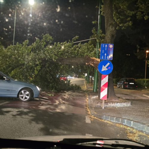 copac căzut peste mașină pe calea București în Brașov