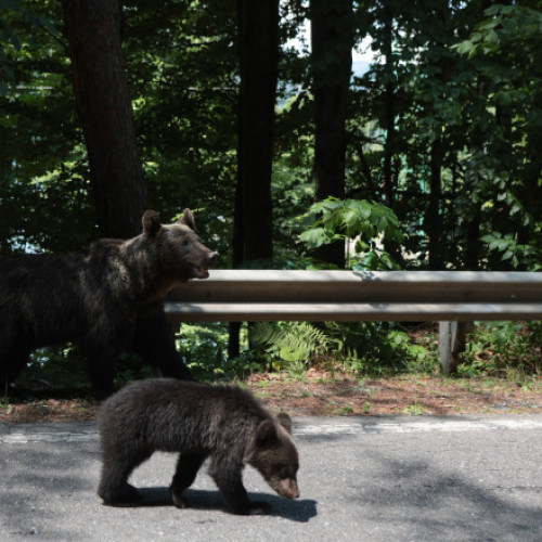 Cei trei pui ai ursoaicei împușcate pe Transfagarasan nu au ajuns încă la sanctuarul din Zarnesti