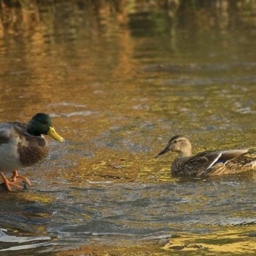 Ratele salbatice din helesteul Parcului Crang, o atractie populara pentru buzoieni, sunt în pericol din cauza unor incidente recente. În ultimele zile, mai multe exemplare au fost găsite moarte, ceea ce a stârnit îngrijorare printre locuitori și autorități. Activista civică Haritina Craita a semnalat pe rețelele de socializare că, de la începutul lunii iulie, s-au descoperit primele rate moarte pe lac. Ea a exclus varianta unui nivel scăzut al apei și a sugerat posibilitatea contaminării cu pesticide sau chiar răspândirii gripei aviare, solicitând intervenții rapide din partea autorităților.