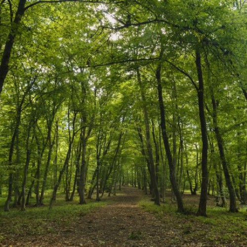 pădurile din județul ilfov și bucurești, gestionate responsabil, conform normelor silvice