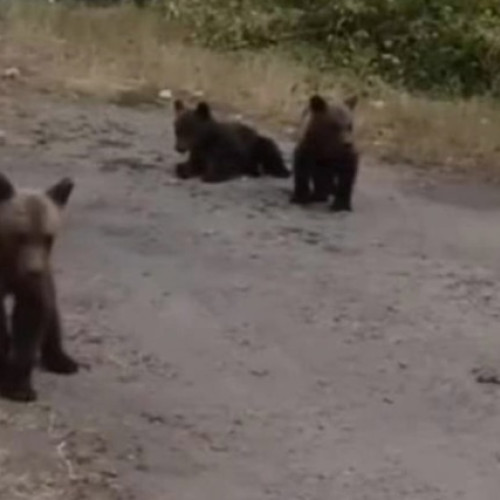 Puii ursiți rămași orfani după împușcarea mamei lor pe Transfăgărășan nu au fost găsiți încă