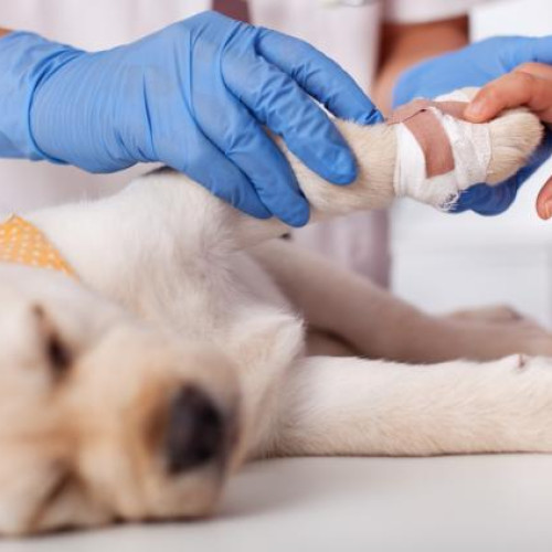 Creștere semnificativă a TVA-ului, cu impact dureros asupra animalelor abandonate