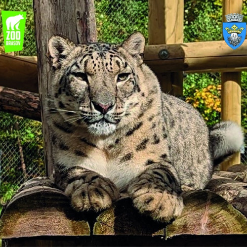 Plan de modificare legislativă pentru gestionarea animalelor periculoase în România