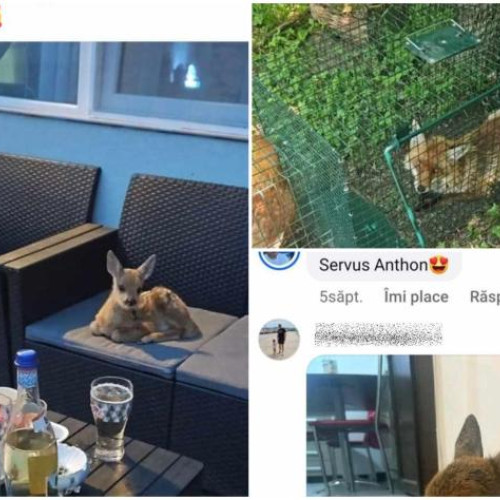 Caz revoltător de braconaj în județul Cluj, semnalat de ONG-urile de mediu