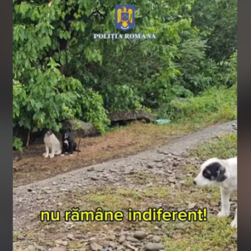 Poliția Română intensifică acțiunile împotriva abuzurilor asupra animalelor