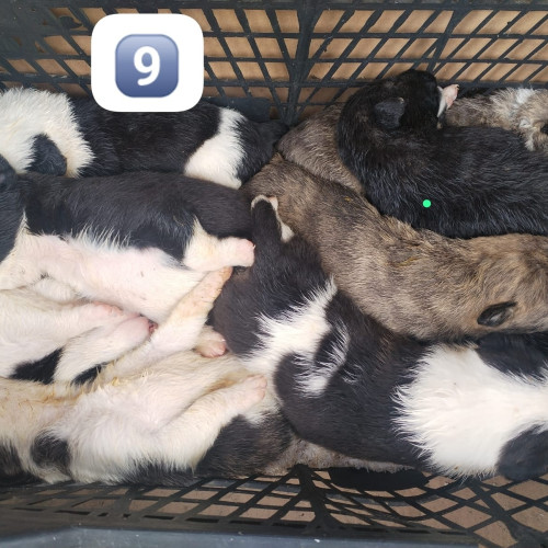 17 cățeluși abandonați în doar câteva zile, atrag atenția asupra problemei