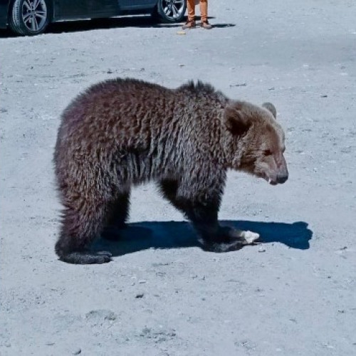 autoritățile caută puii de urs în zona transfagarasan, după incidentul cu incidentul cu urșii