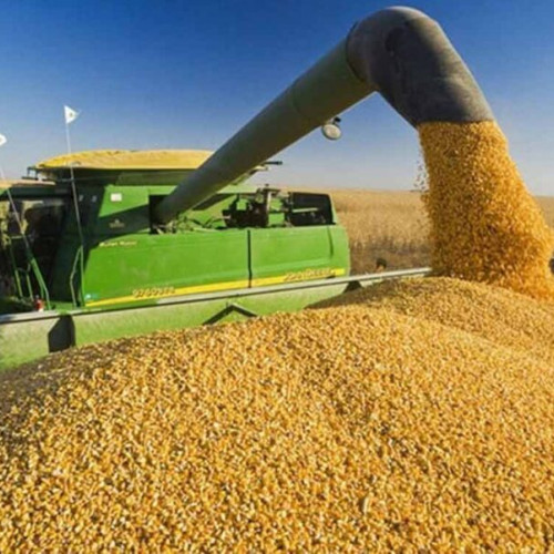 Exporturile de grâu moale ale UE au scăzut cu 35% în sezonul 2024/25