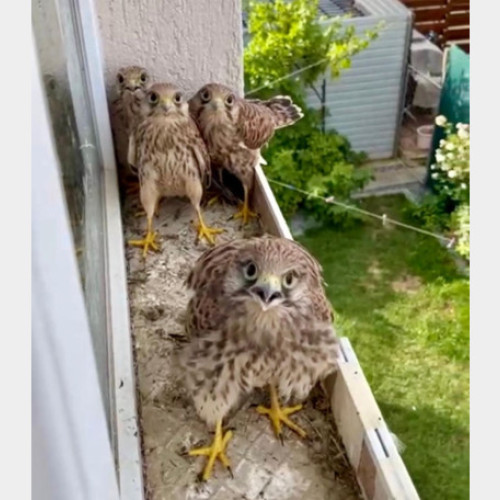 Pereche de vanturel roșu își crește puii pe pervazul unei case din Oradea