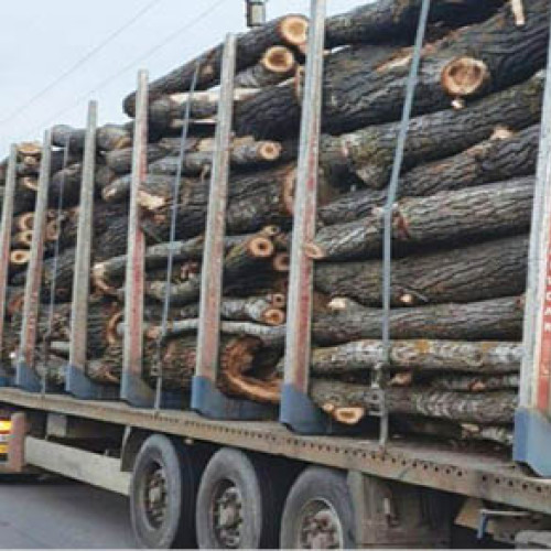 activitatea silvică în Prahova: peste 55 de infracțiuni constatate în semestrul I