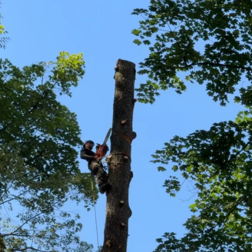 Comisia pentru evaluarea arborilor periculoși de la Sub Tampa a stabilit măsuri imediate de salvare