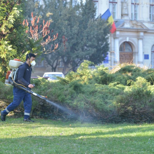 Campanii de combatere a capuselor și tratamente fitosanitare la Brașov în sezonul estival