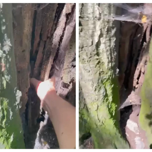 arbori periculoși în brașov, specialiștii intervin după tragedia de la tiberiu brediceanu