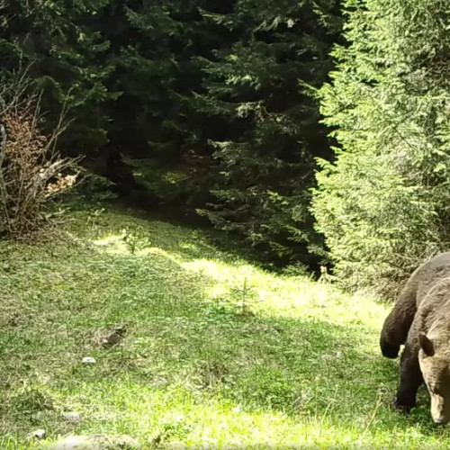Animale salbatice surprinse în padurile din jurul Brașovului
