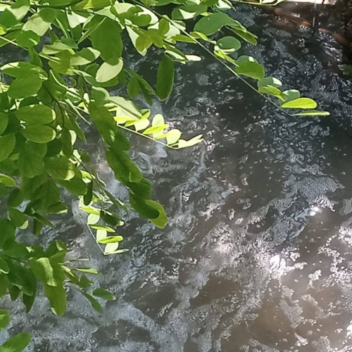 Ploaie de poluare în paraul Luizoaia din Botoșani din cauza deversării de ape uzate neepurate