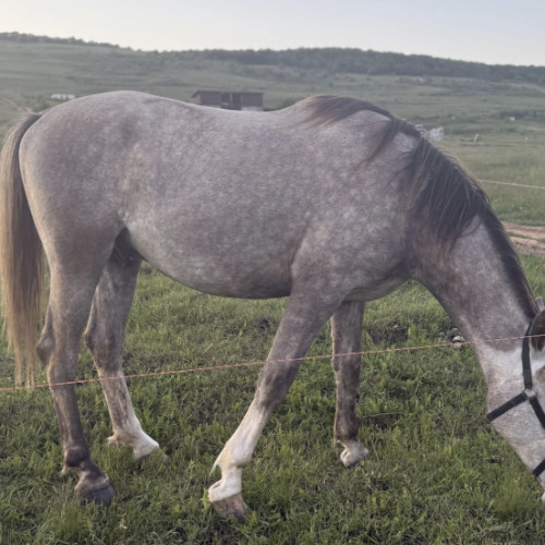 Tânără din Cluj, în dificultate pentru a-și salva calul din noul pericol