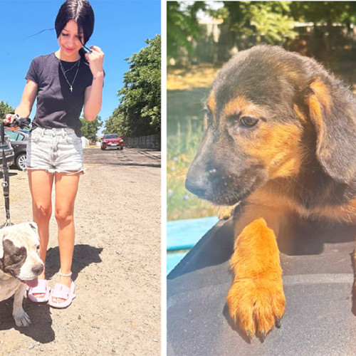 Adăpostul pentru animale din Constanța face un apel la iubitorii de animale pentru a ajuta la adoptarea câinilor