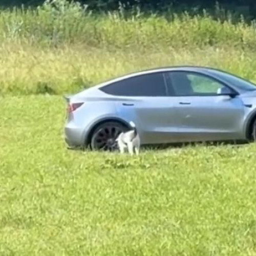 Un incident de nesimțire a atras atenția locuitorilor din zona Bazei Sportive „Sub Cetate” din Cluj-Napoca. Conform relatărilor citate de stiridecluj.ro, un bărbat care vine zilnic cu o mașină Tesla în această zonă a fost surprins de mai mulți locuitori în timp ce își folosea câinii pentru a polua spațiul public.