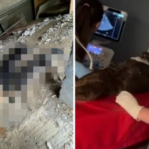 Caz de cruzime asupra animalelor în comuna Mihai Viteazu, județul Cluj