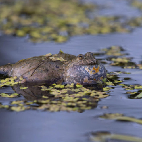 drum judetean Transapuseana, cel mai scump din Romania, trebuie refăcut din cauza neconformității cu acordul de mediu