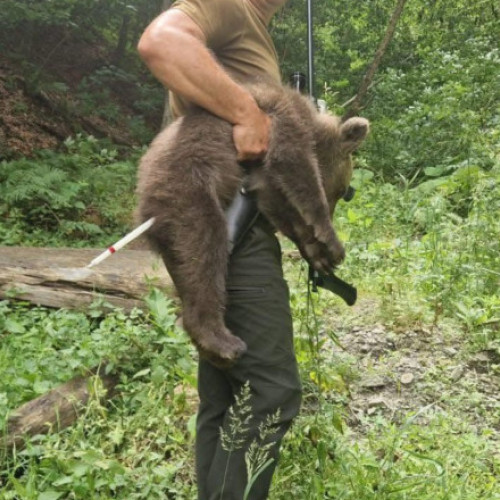 Ursoaică împușcată pe Transfăgărășan, unul dintre pui găsit după câteva zile
