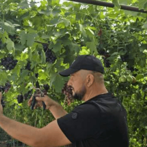 Un sistem inovator de cultivare duală, adoptat de un legumicultor din comuna Glodeanu Sârat, atrage atenția prin combinația între tomate și vie de vie în aceeași suprafață. Fermierul Claudiu Breazu a implementat acest sistem în solar, unde a plantat tomatele pe partea de jos și strugurii pe partea de sus, pe un sistem de susținere de tip bolta.