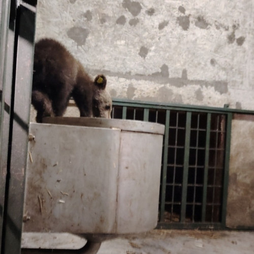 Un pui de urs orphan a fost găsit după moartea ursoaicei ucise de autorități pe Transfăgărășan