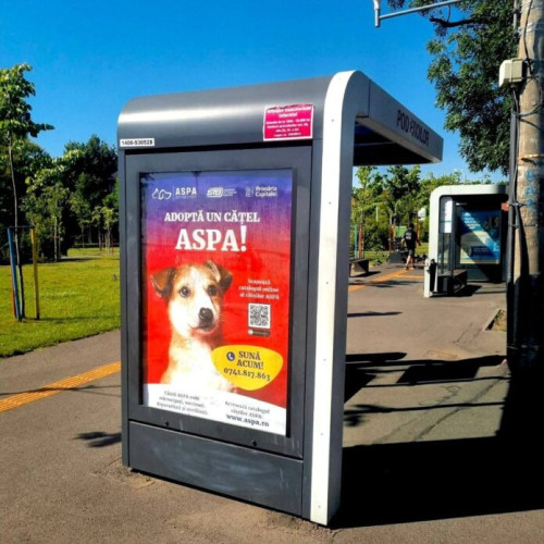 ASPA și STB promovează adopția câinilor din adăposturi în București